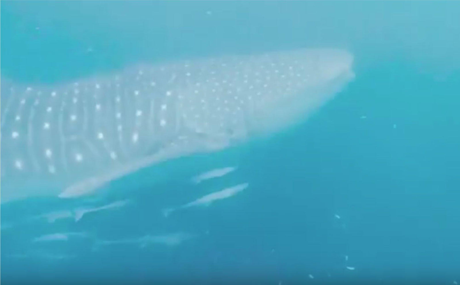 MATADOR Pack The Wild : Episode 3 Derawan