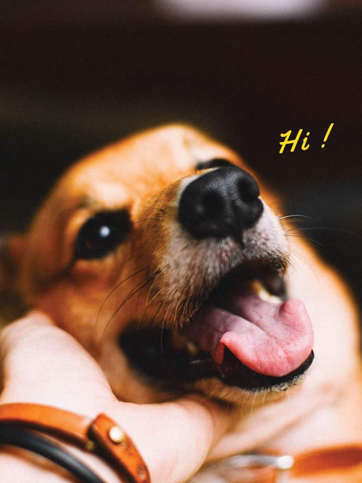 Voyej Dog Collar Natural - MORE by Morello Indonesia